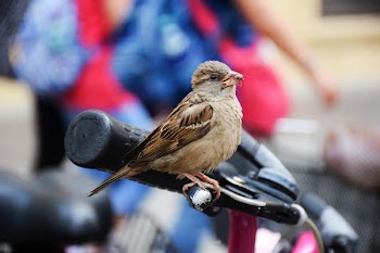 Selective Focus Photography of House Sparrow Perching on Brake Lever of Bicycle