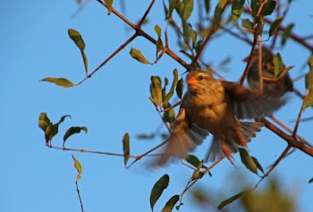 Selective Focus Photography of Hummingbird