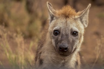 Selective Focus Photography of Hyena