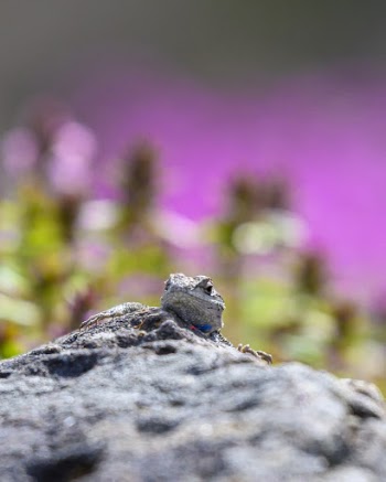 Selective Focus Photography of Iguana on Rock