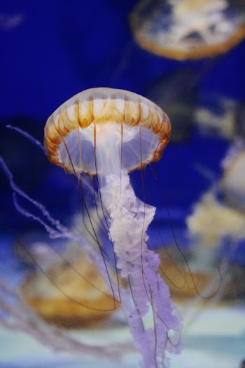 Selective Focus Photography Of Jellyfish