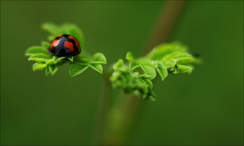 Selective Focus Photography of Ladybug