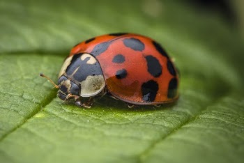 Selective Focus Photography of Ladybug on Leaf
