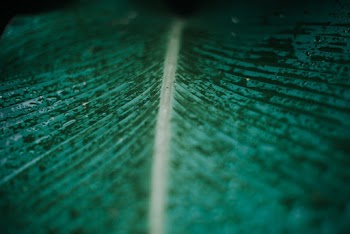 Selective Focus Photography of Leaf