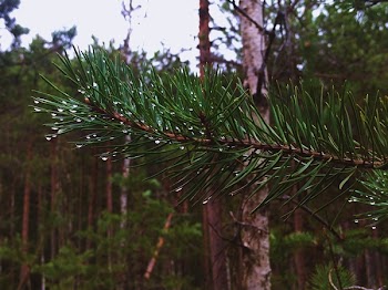 Selective Focus Photography of Leafed Plants