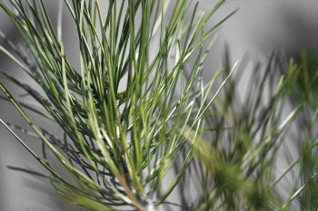 Selective Focus Photography of Linear Leaf Plant