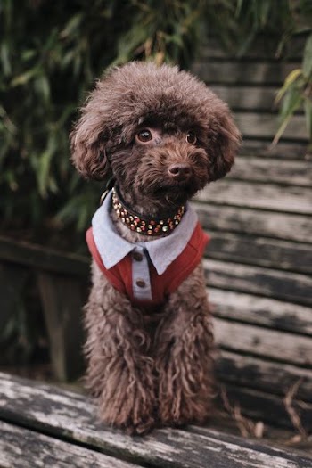 selective focus photography of long-coated brown puppy standing on brown wooden table