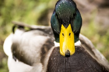 Selective Focus Photography of Mallard Duck