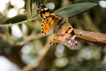 Selective Focus Photography of Moth on Twig
