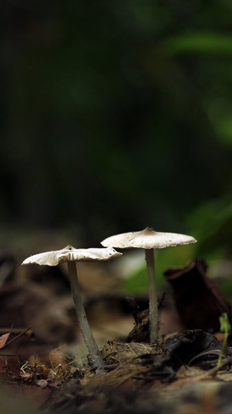 Selective Focus Photography of Mushroom