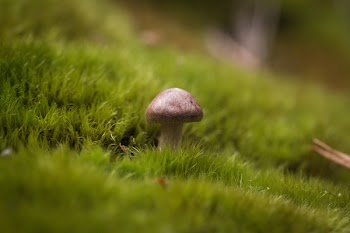Selective Focus Photography of Mushroom