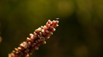 Selective Focus Photography of Orange Berries