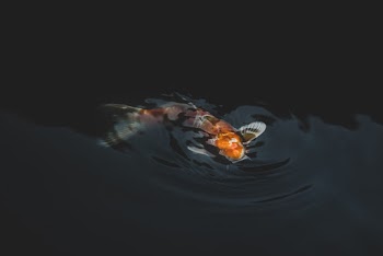 Selective Focus Photography of Orange Koi