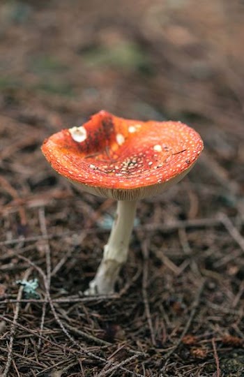 selective focus photography of orange mushroom