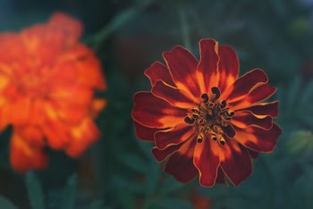 Selective Focus Photography of Orange Petaled Flowers