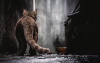 selective focus photography of orange tabby cat