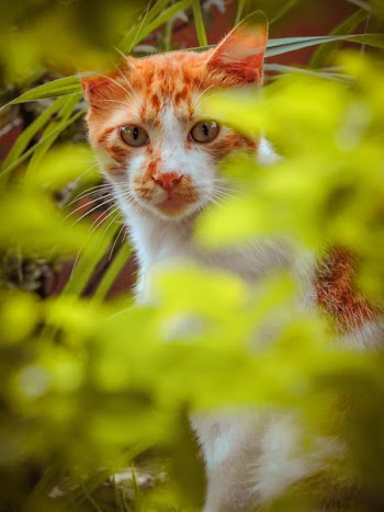 Selective Focus Photography of Orange Tabby Cat