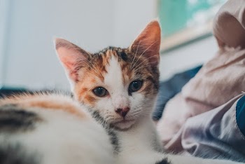 Selective Focus Photography of Orange Tabby Cat