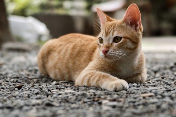 Selective Focus Photography Of Orange Tabby Kitten