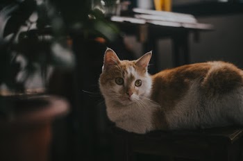 Selective Focus Photography of Orange Tabby Kitten Lying on Chair