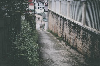 Selective Focus Photography of Pathway Beside Green-leafed Plants