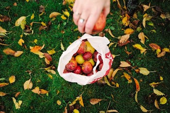 selective focus photography of person holding apple fruit in front of white plastic pack with apple fruits inside