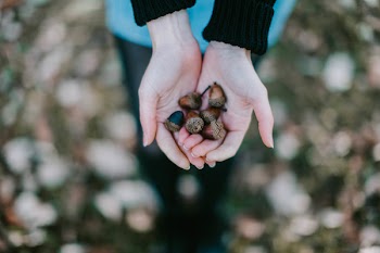Selective Focus Photography of Person Holding Brown Acorns