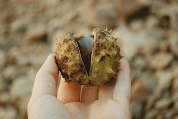 Selective Focus Photography of Person Holding Horse Chestnut