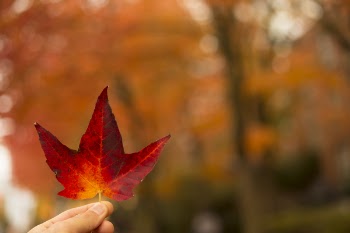 Selective-focus Photography of Person Holding Red Maple Leaf