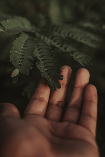 Selective Focus Photography of Person Touching Green Leafed Plant