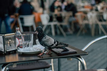 Selective Focus Photography Of Pigeon Walking On Table