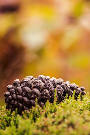 Selective Focus Photography of Pinecone on Grass Field