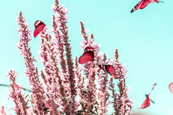 Selective Focus Photography of Pink Butterflies