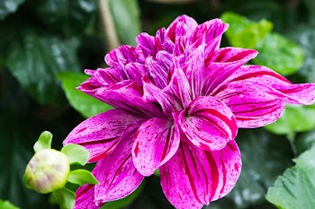 Selective Focus Photography of Pink Dahlia Flower