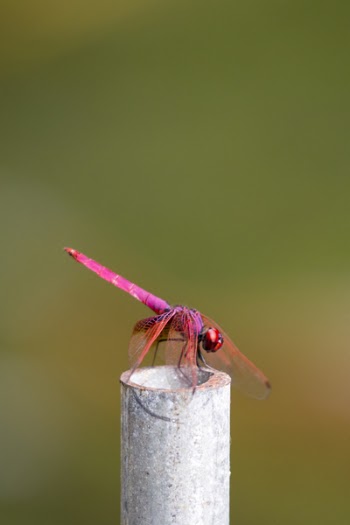 Selective Focus Photography Of Pink Dragonfly Perched 