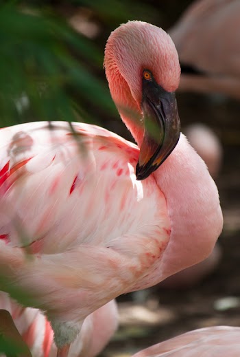 Selective Focus Photography of Pink Flamingo