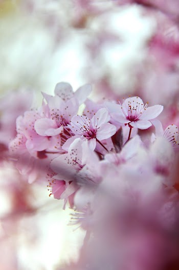 Selective Focus Photography of Pink Flower