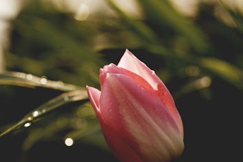 Selective Focus Photography of Pink Flower