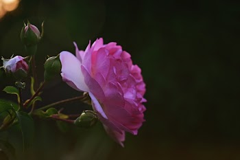 Selective Focus Photography Of Pink Flower In Bloom