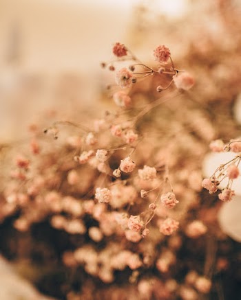 Selective Focus Photography of Pink Flowers