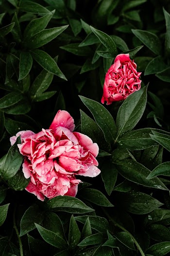 Selective Focus Photography Of Pink Flowers