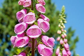 Selective Focus Photography of Pink Foxglove Flower