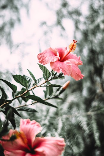 Selective Focus Photography of Pink Hibiscus Flower in Bloom