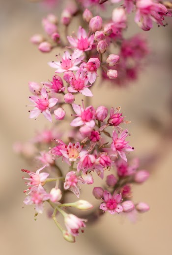 Selective Focus Photography Of Pink Milkweed Flowers