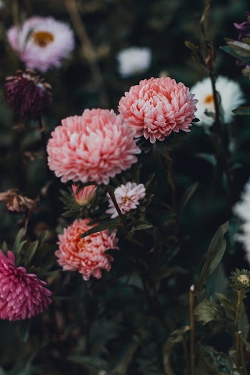 Selective Focus Photography of Pink Mums Flowers