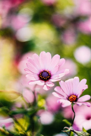 Selective Focus Photography of Pink Osteospermum Flowers