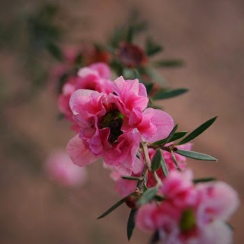 Selective Focus Photography of Pink Petaled Flower