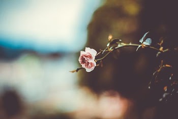 selective focus photography of pink petaled flower