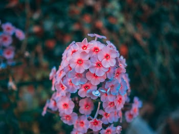 Selective Focus Photography of Pink Petaled Flower