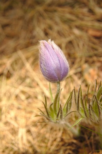 Selective Focus Photography of Pink Petaled Flower
